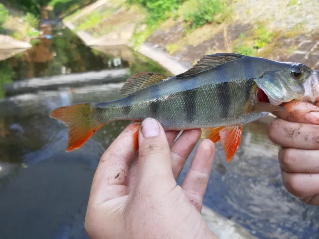 Flussbarsch