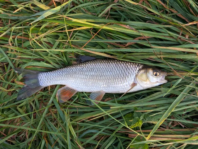 Döbel