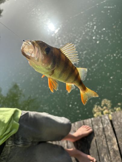 Flussbarsch