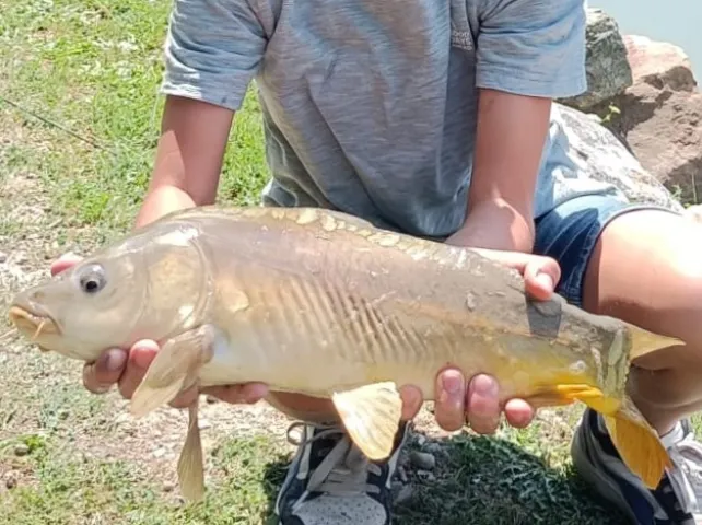 Karpfen