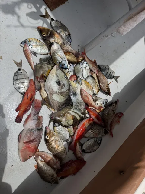 Lippfisch