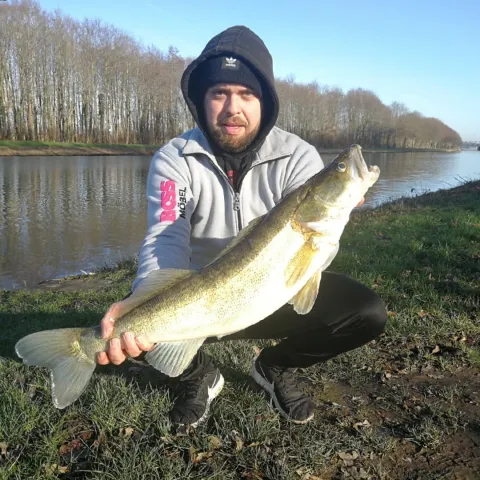 Zander