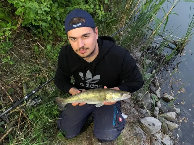 Zander