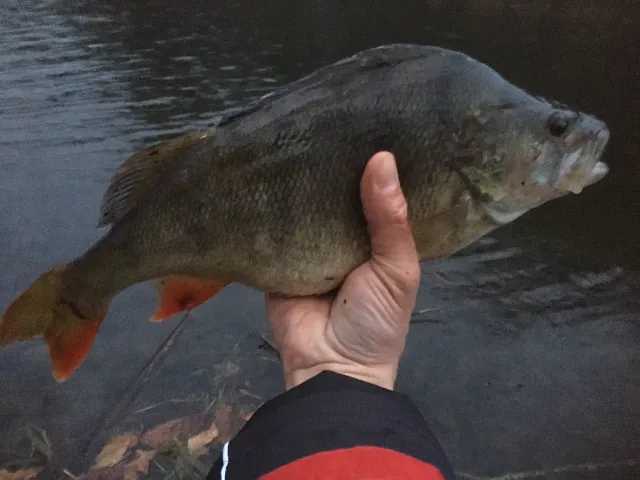 Flussbarsch