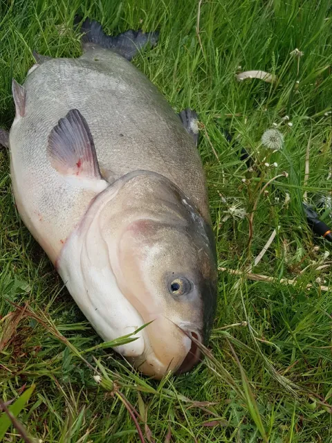 Marmorkarpfen