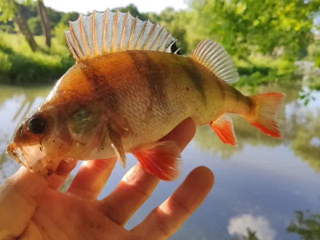 Flussbarsch