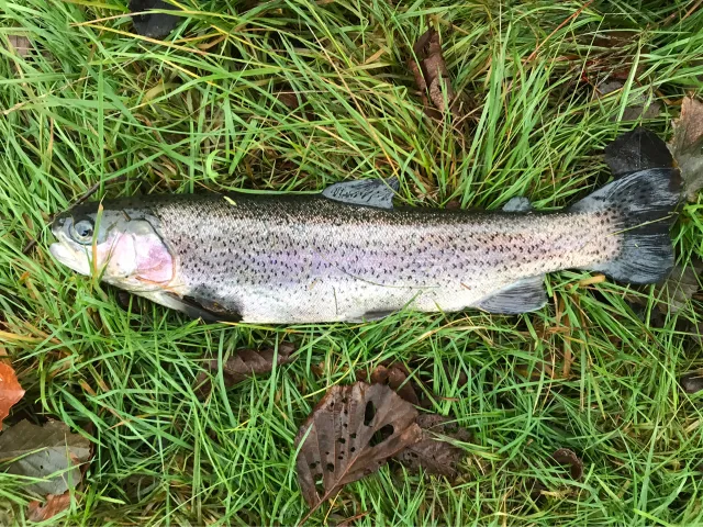 Regenbogenforelle