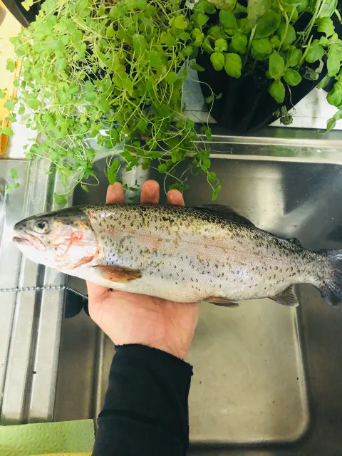 Regenbogenforelle