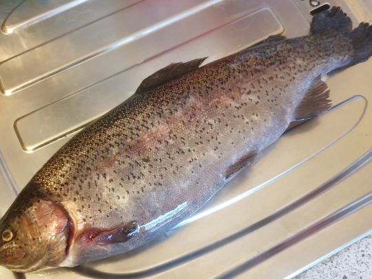 Regenbogenforelle