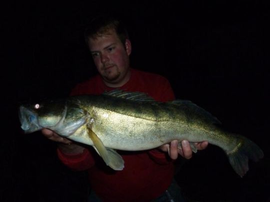 Zander