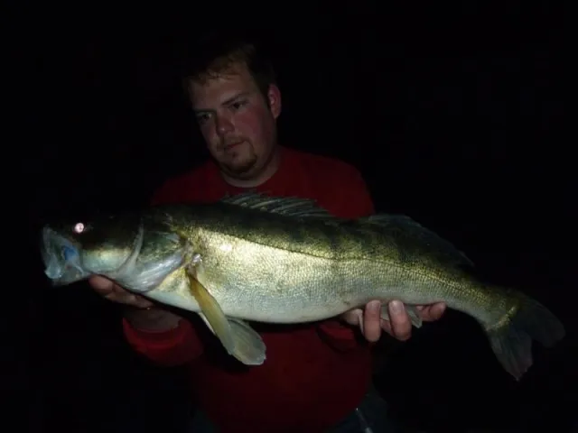 Zander