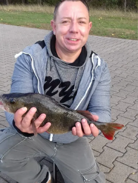 Flussbarsch