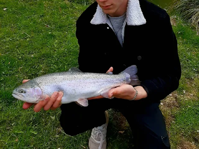 Regenbogenforelle