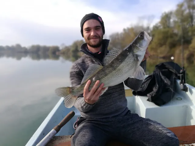 Zander
