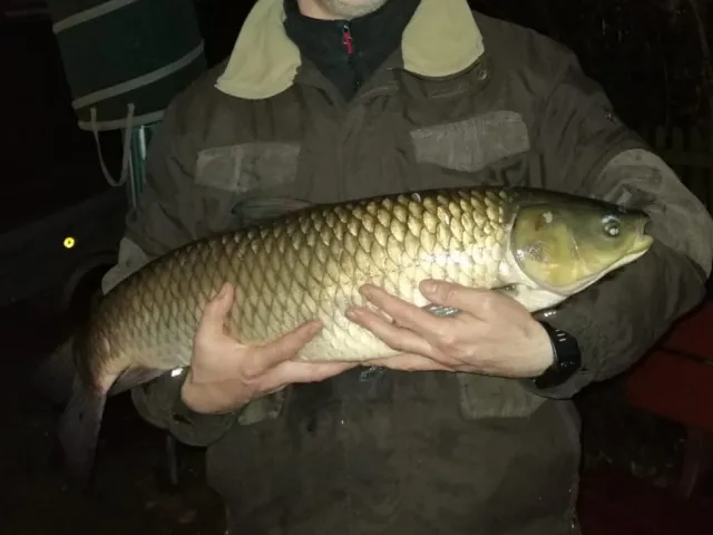 Graskarpfen