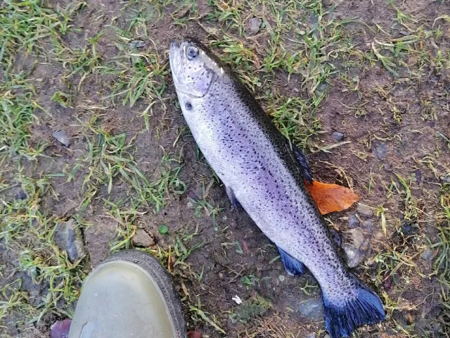 Regenbogenforelle