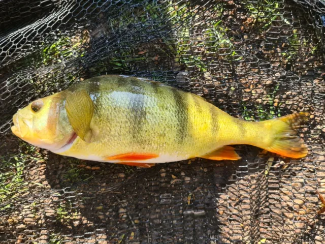Flussbarsch