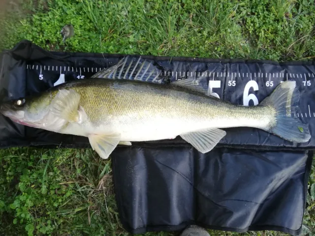 Zander