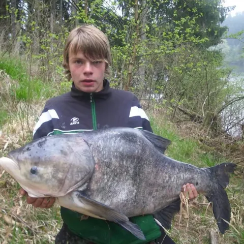 Marmorkarpfen