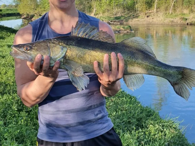 Zander
