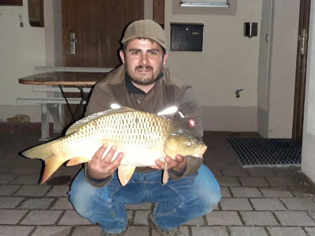 Karpfen