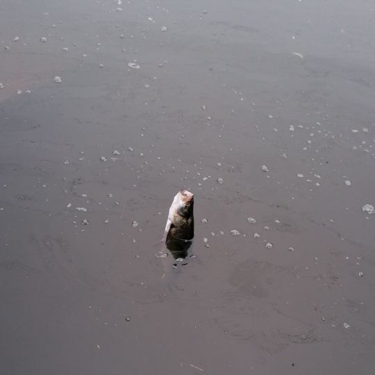 Kirchteich (Halle) ALLE ANGELN