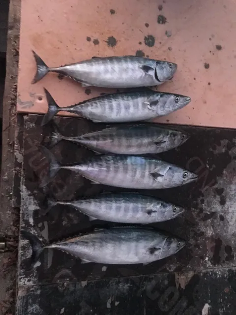 Bonito