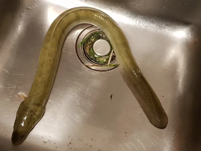 Aal
