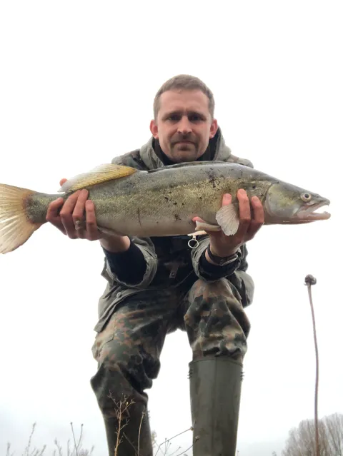Zander
