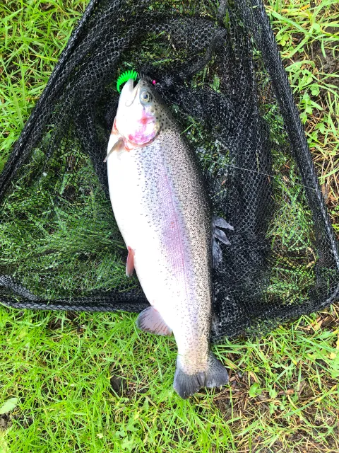 Regenbogenforelle