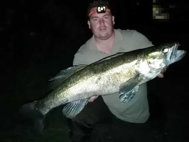 Zander