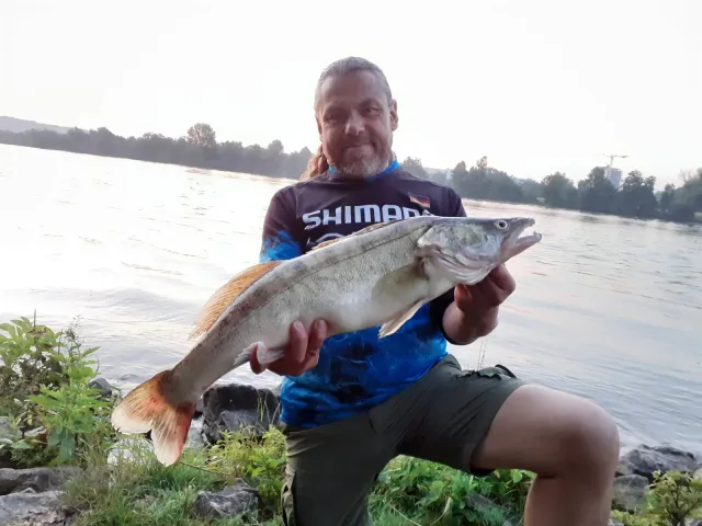 Zander