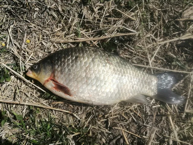 Karausche