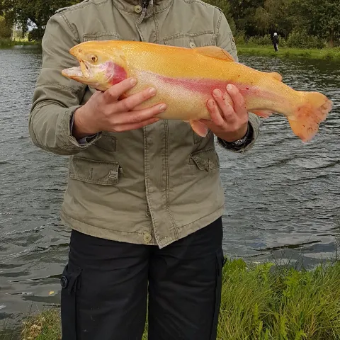 Goldforelle