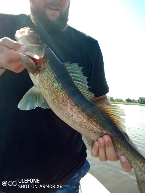 Zander