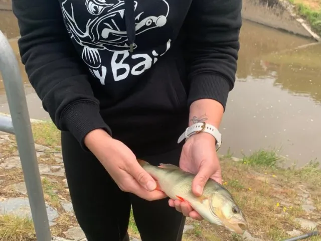 Flussbarsch
