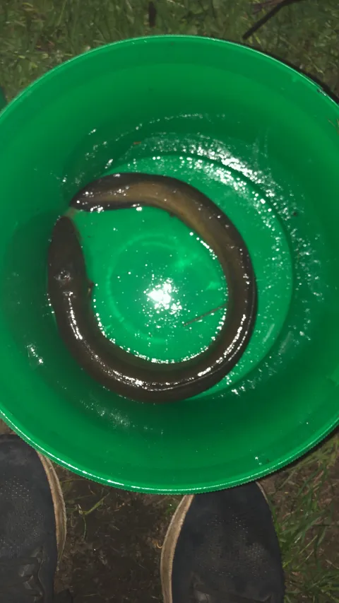 Aal