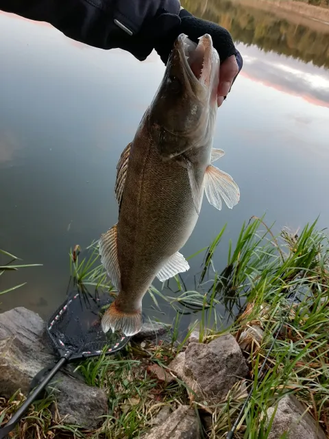 Zander