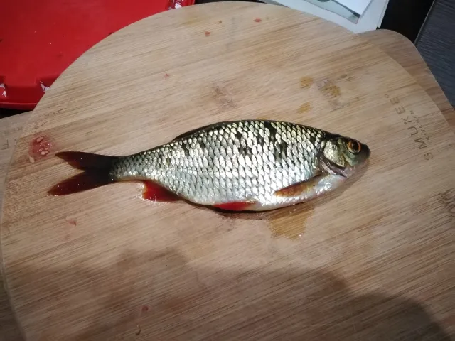 Rotauge