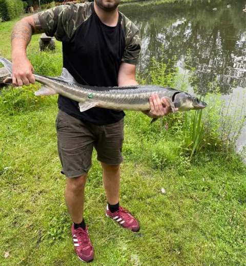 Stör
