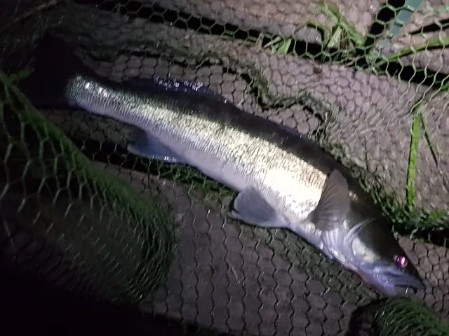 Zander