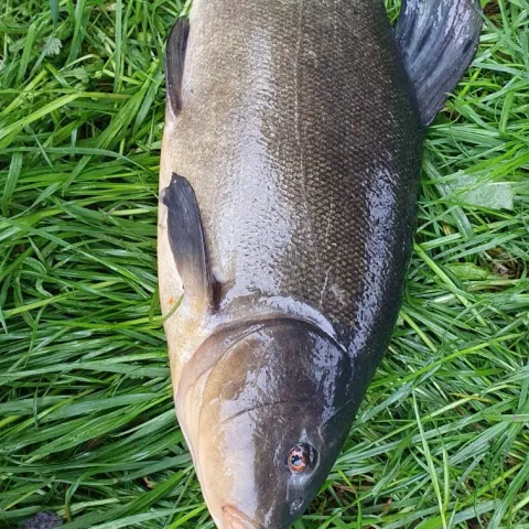 Schleie