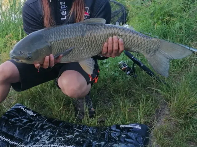 Graskarpfen