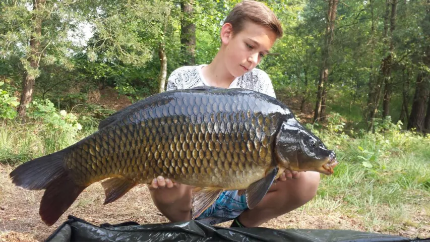 Karpfen