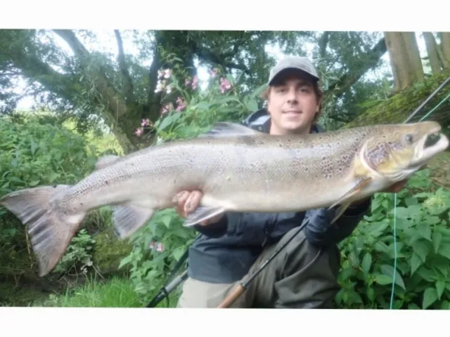 Lachs