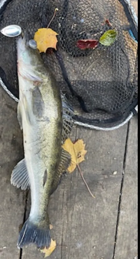 Zander