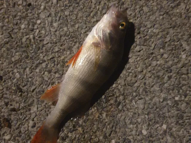 Flussbarsch