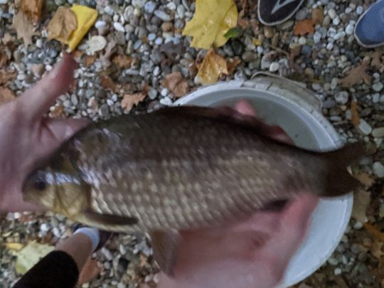 Karausche