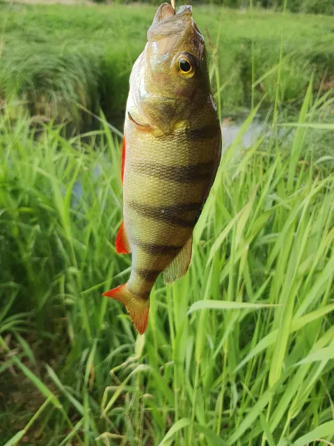Flussbarsch