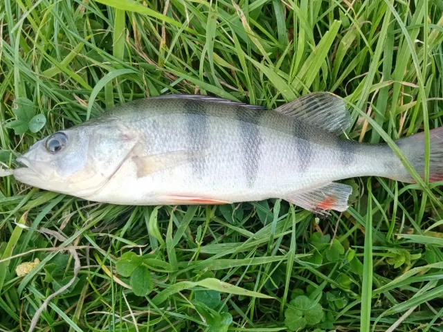 Flussbarsch